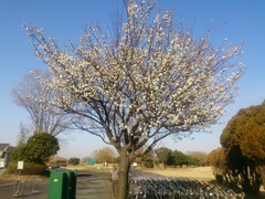 Prunus