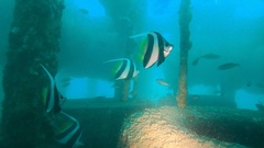 Heniochus diphreutes