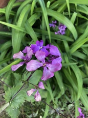 Lunaria