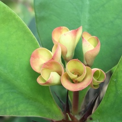 Euphorbia milii