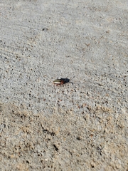 Disonycha leptolineata