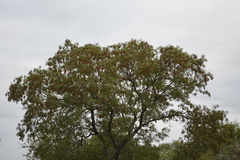 Schinopsis lorentzii