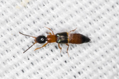 Neobisnius occidentoides