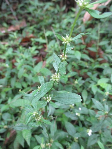 Spermacoce ovalifolia observed 2021-05-07