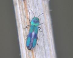 Xenorhipis
