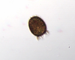 Trachelomonas armata