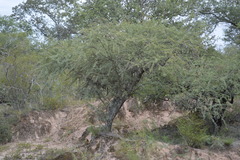Prosopis torquata