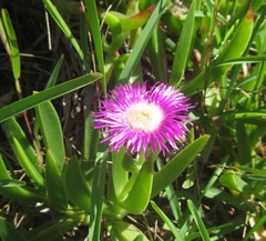 Carpobrotus dimidiatus