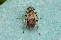 Blera pictipes