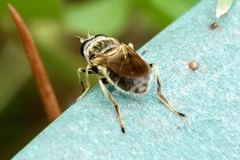 Blera pictipes