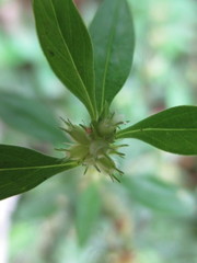 Spermacoce ovalifolia