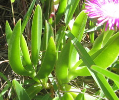 Carpobrotus dimidiatus