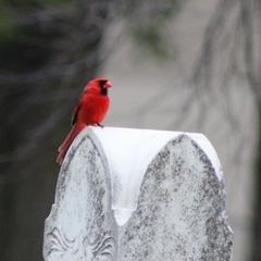 Cardinalis cardinalis