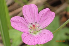 Geranium flanaganii