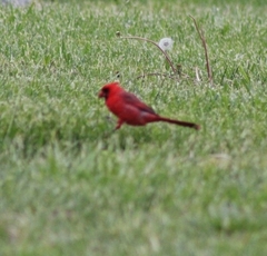 Cardinalis cardinalis