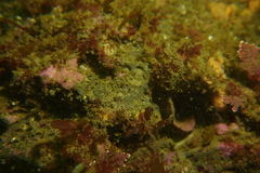 Themiste pyroides