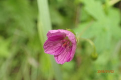 Geranium flanaganii