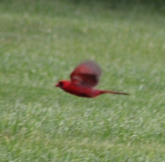 Cardinalis cardinalis