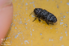 Coraebini