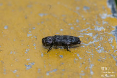 Coraebini