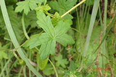 Geranium flanaganii