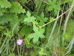 Geranium flanaganii