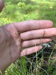 Carex deweyana