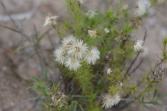 Baccharis ulicina