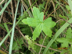 Geranium flanaganii