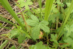 Geranium flanaganii