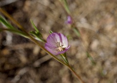 Clarkia affinis