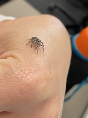 Salticidae