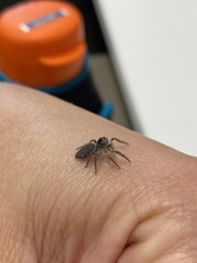 Salticidae