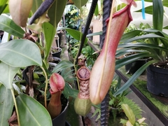 Nepenthes