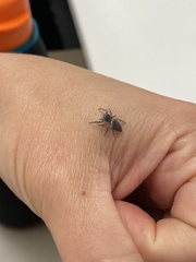 Salticidae