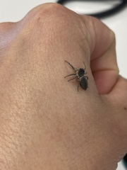 Salticidae