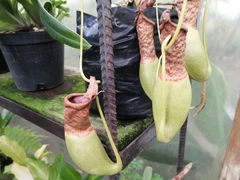 Nepenthes