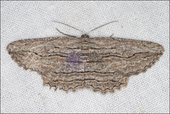 Scioglyptis loxographa