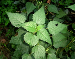 Laportea peduncularis