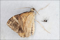 Chrysolarentia vicissata