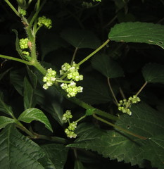 Laportea peduncularis