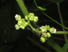 Laportea peduncularis