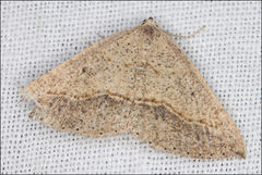 Taxeotis perlinearia