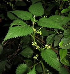 Laportea peduncularis