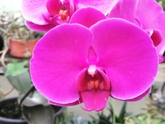 Phalaenopsis