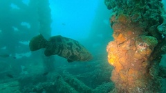 Epinephelus coioides