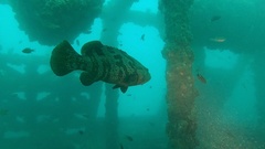 Epinephelus coioides