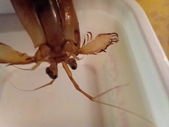 Pterygosquilla armata