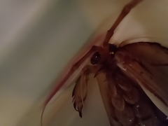 Pterygosquilla armata