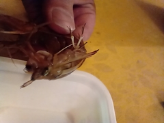 Pterygosquilla armata